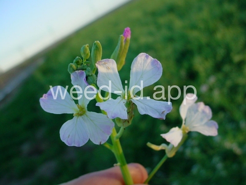 radish